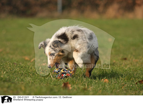 Sheltie Welpe / Shetland Sheepdog puppy / DG-01321
