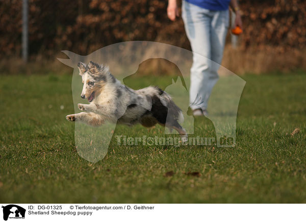 Sheltie Welpe / Shetland Sheepdog puppy / DG-01325