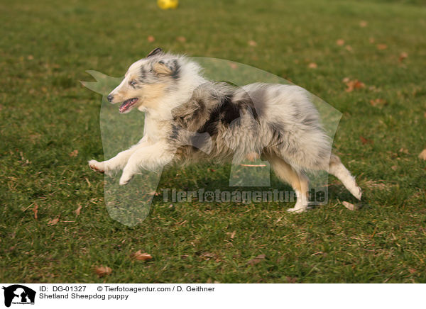 Sheltie Welpe / Shetland Sheepdog puppy / DG-01327
