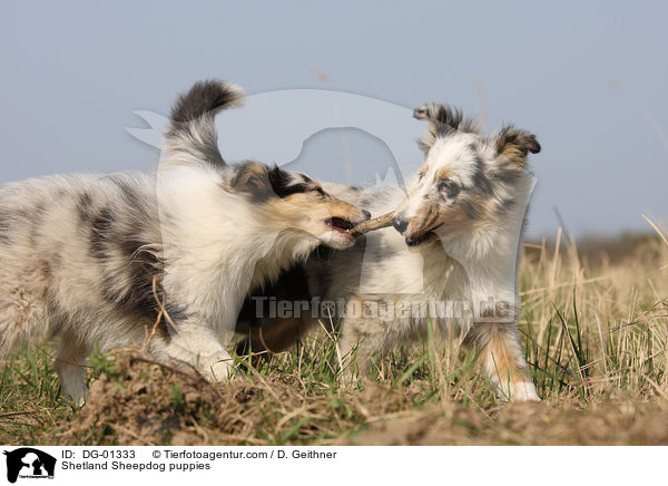 Sheltie Welpen / Shetland Sheepdog puppies / DG-01333