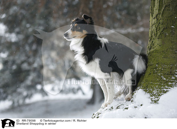 Shetland Sheppdog im Winter / Shetland Sheppdog in winter / RR-79098