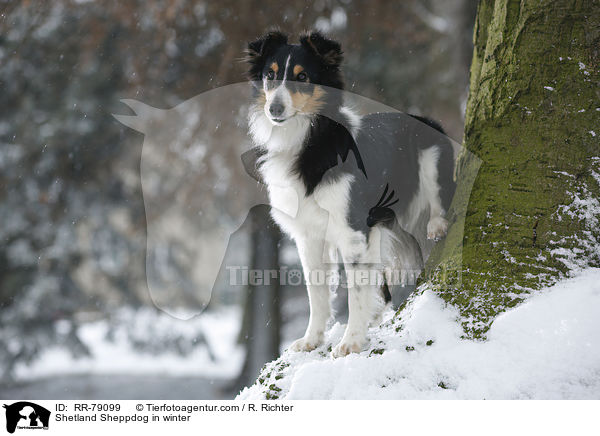 Shetland Sheppdog im Winter / Shetland Sheppdog in winter / RR-79099