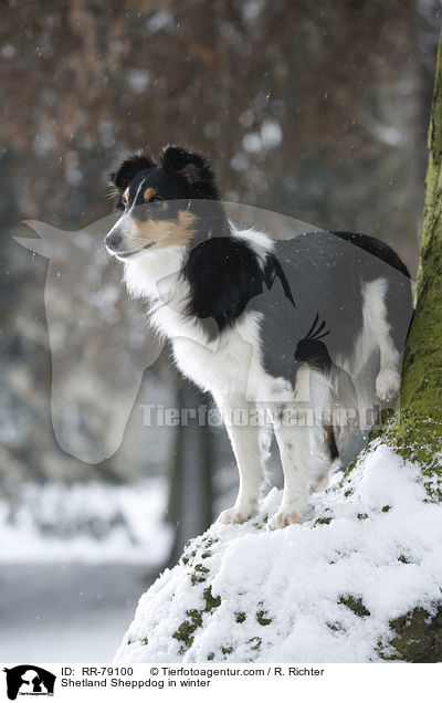 Shetland Sheppdog im Winter / Shetland Sheppdog in winter / RR-79100