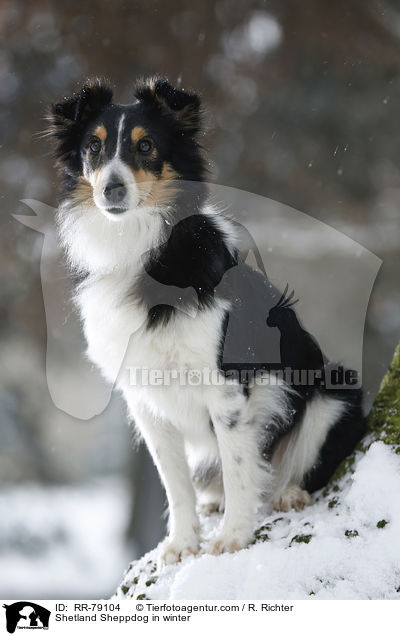 Shetland Sheppdog im Winter / Shetland Sheppdog in winter / RR-79104