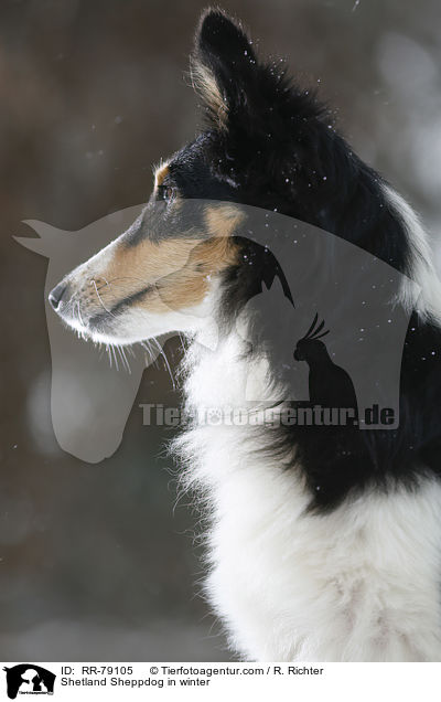 Shetland Sheppdog im Winter / Shetland Sheppdog in winter / RR-79105