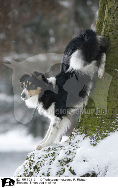 Shetland Sheppdog im Winter / Shetland Sheppdog in winter / RR-79113