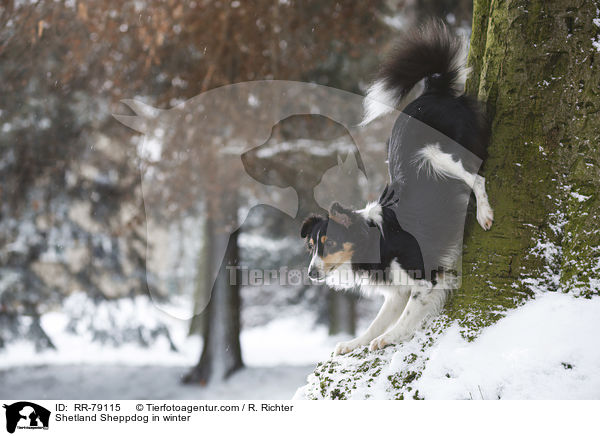 Shetland Sheppdog im Winter / Shetland Sheppdog in winter / RR-79115