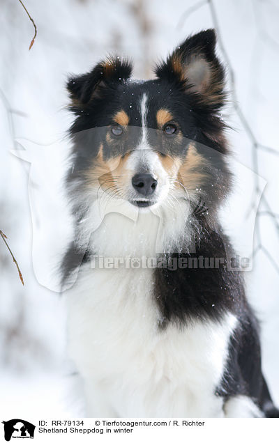 Shetland Sheppdog in winter / RR-79134
