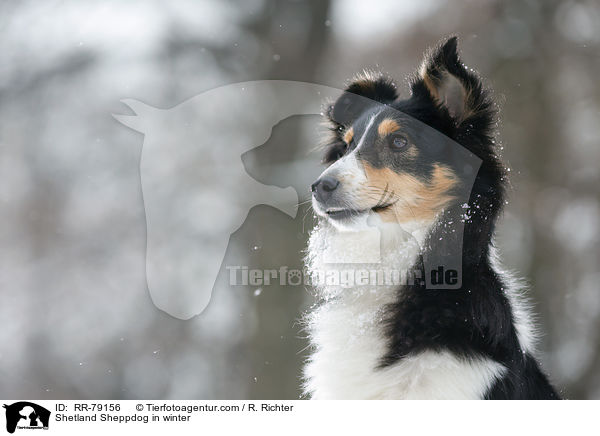 Shetland Sheppdog im Winter / Shetland Sheppdog in winter / RR-79156