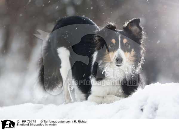 Shetland Sheppdog in winter / RR-79175