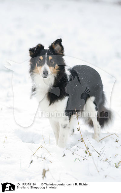 Shetland Sheppdog in winter / RR-79194
