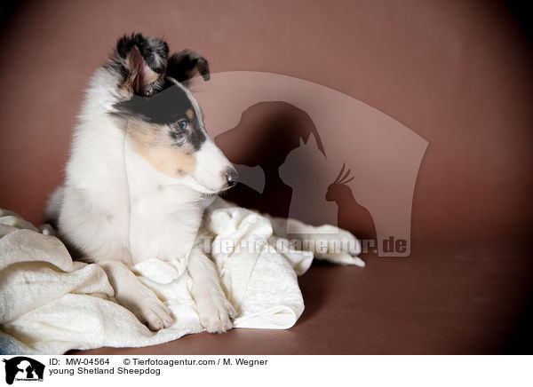 junger Shetland Sheepdog / young Shetland Sheepdog / MW-04564