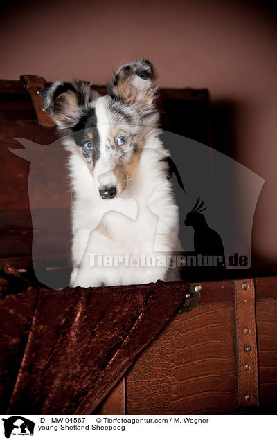junger Shetland Sheepdog / young Shetland Sheepdog / MW-04567
