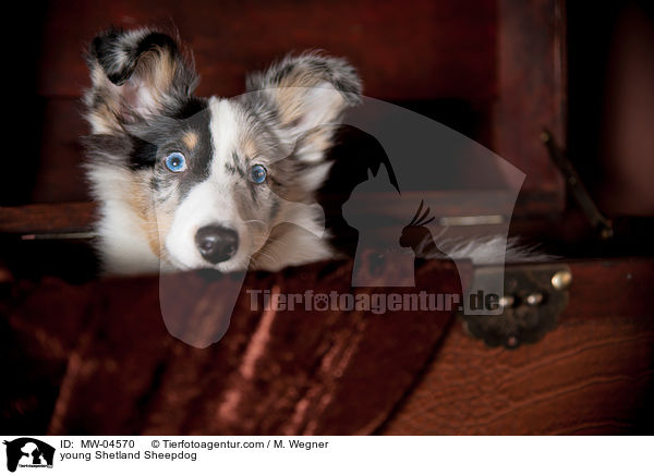 junger Shetland Sheepdog / young Shetland Sheepdog / MW-04570