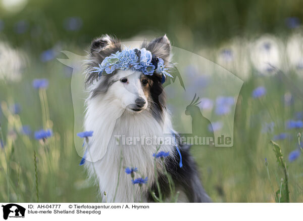 blue-merle Shetland Sheepdog / blue-merle Shetland Sheepdog / AH-04777