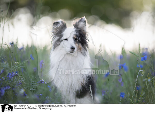 blue-merle Shetland Sheepdog / blue-merle Shetland Sheepdog / AH-04779