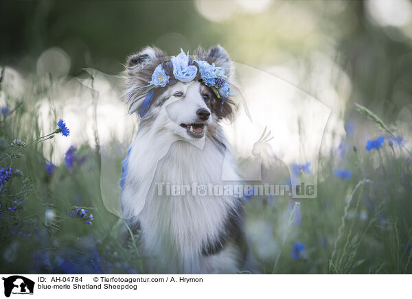 blue-merle Shetland Sheepdog / AH-04784