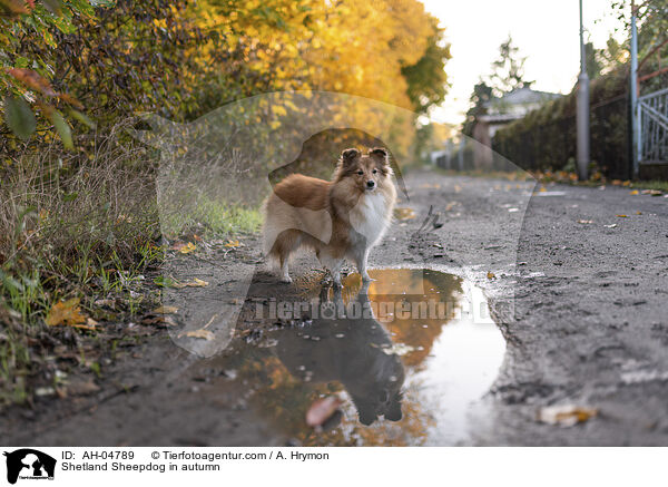 Shetland Sheepdog im Herbst / Shetland Sheepdog in autumn / AH-04789