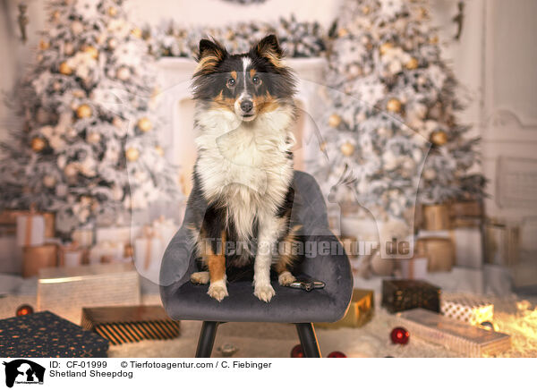 Shetland Sheepdog / Shetland Sheepdog / CF-01999
