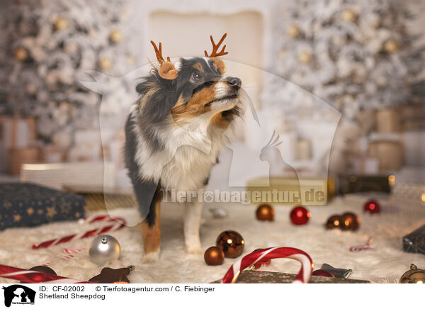 Shetland Sheepdog / Shetland Sheepdog / CF-02002
