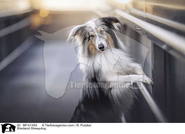 Shetland Sheepdog / Shetland Sheepdog / RP-01450