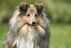 Shetland Sheepdog Portrait