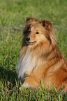 Shetland Sheepdog