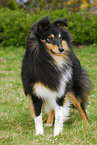 standing Shetland Sheepdog