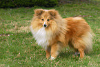 standing Shetland Sheepdog