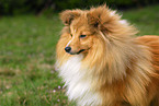 Shetland Sheepdog Portrait