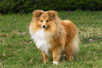 standing Shetland Sheepdog