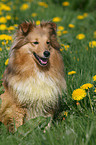 Shetland Sheepdog on meadow