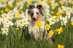 Shetland Sheepdog puppy