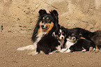 Shetland Sheepdog puppies