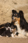 Shetland Sheepdog puppies