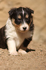 Shetland Sheepdog puppy