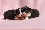 Shetland Sheepdog puppies