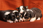 Shetland Sheepdog puppies