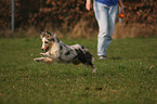 Shetland Sheepdog puppy