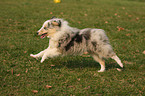 Shetland Sheepdog puppy