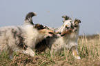 Shetland Sheepdog puppies