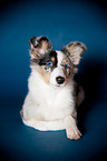 young Shetland Sheepdog