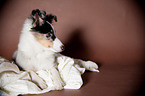 young Shetland Sheepdog