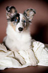 young Shetland Sheepdog