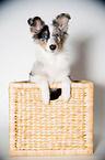 young Shetland Sheepdog