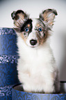 young Shetland Sheepdog