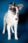 young Shetland Sheepdog