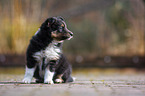 female Shetland Sheepdog