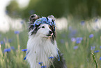 blue-merle Shetland Sheepdog