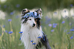 blue-merle Shetland Sheepdog